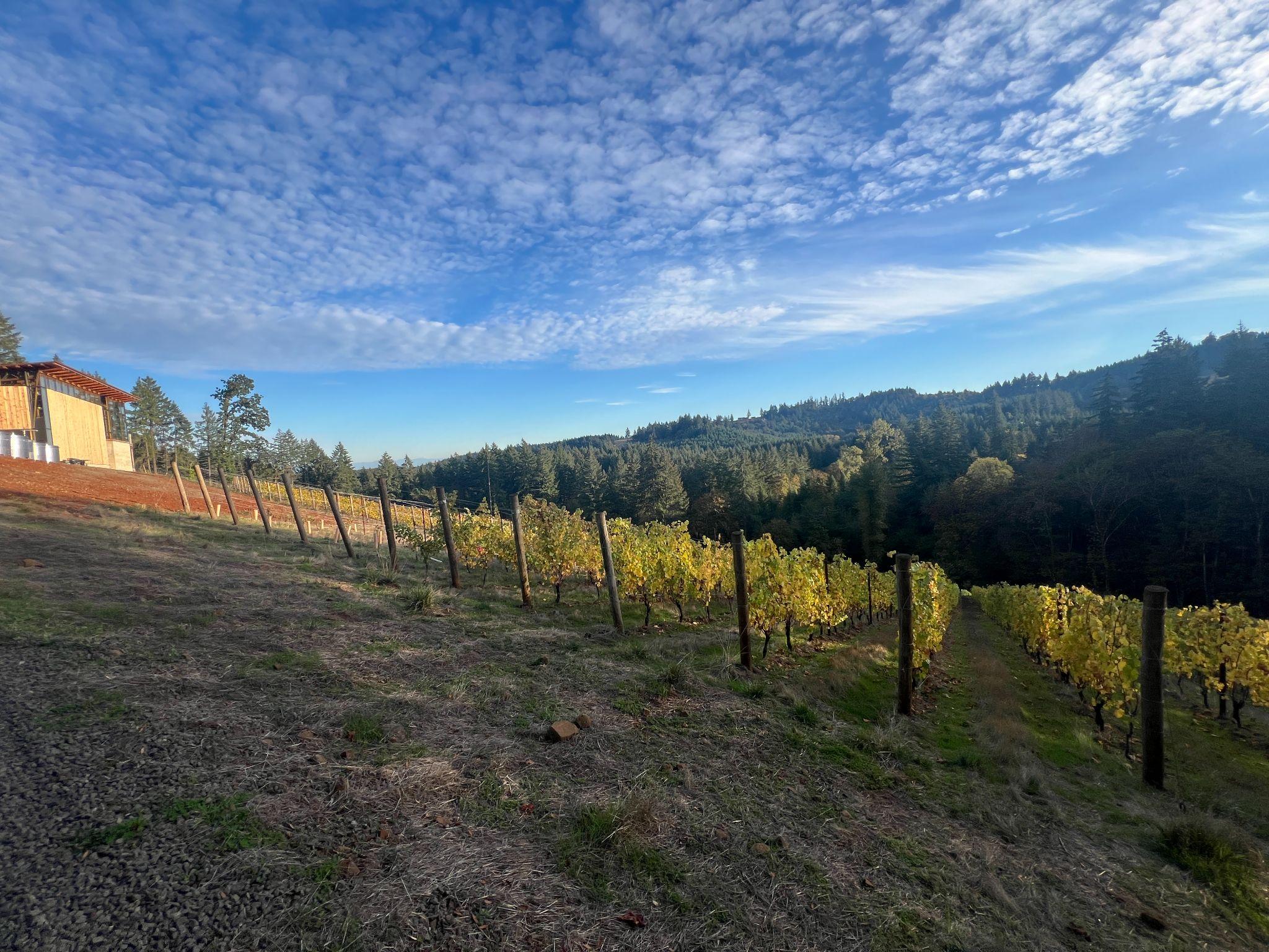 Vineyard hillside at dusk